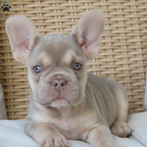 Lassie, French Bulldog Puppy